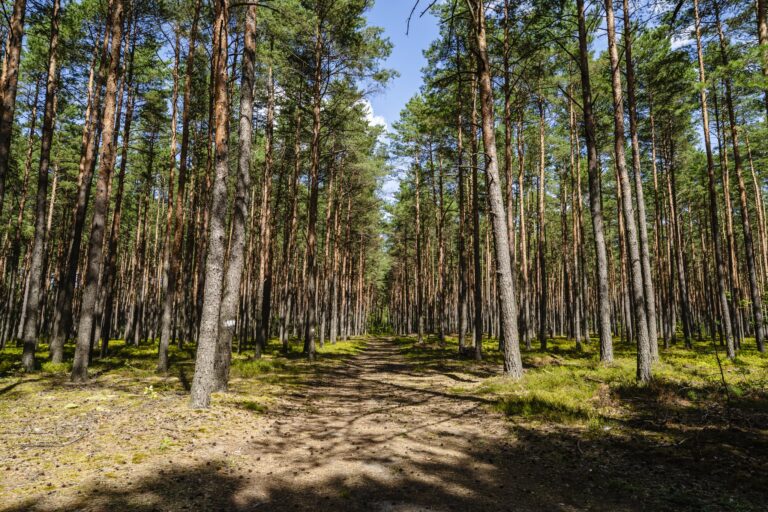 Maksymilian Rej-26675